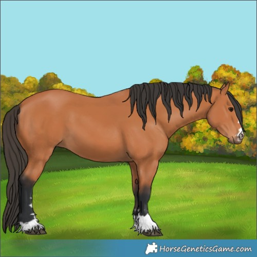 Horse Color:Bay 