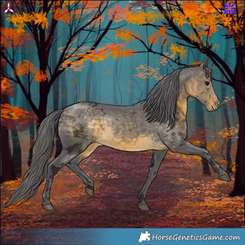 Horse Color:Buckskin Merle 