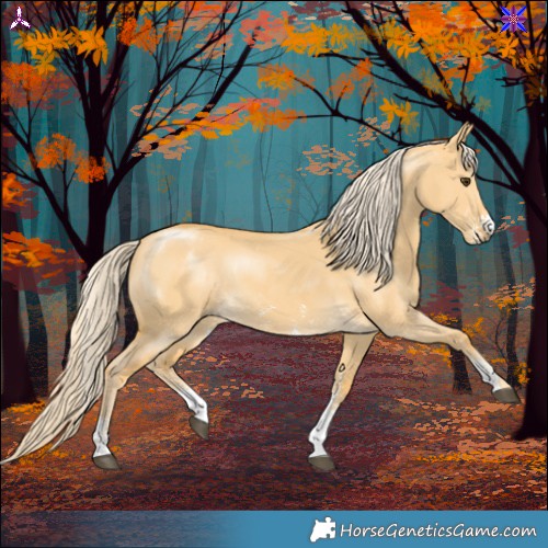 Horse Color:Palomino Dun Sabino Rabicano 