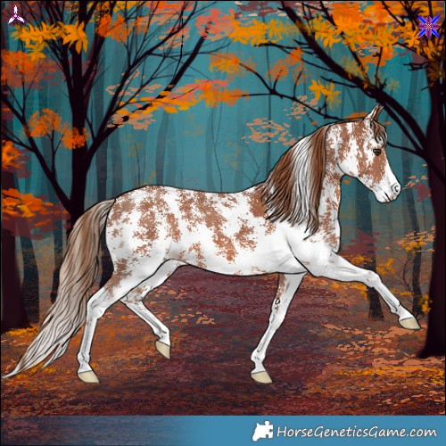 Horse Color:Chestnut Sabino 