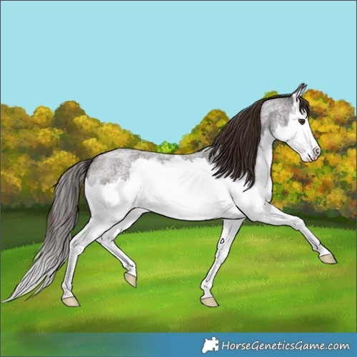 Horse Color:Liver Red Roan Splash 