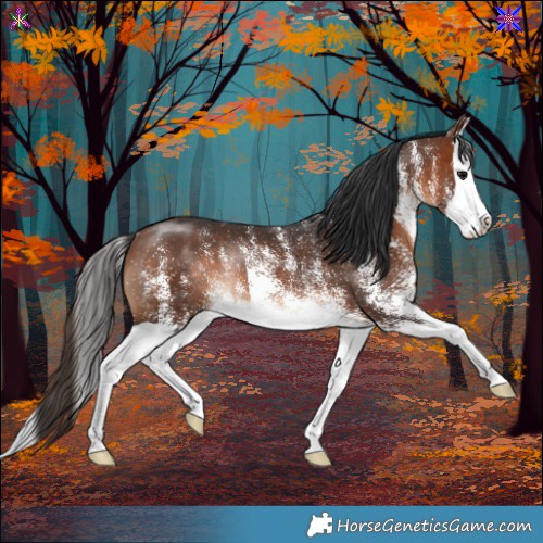 Horse Color:White Spotted Brown Splash Rabicano 