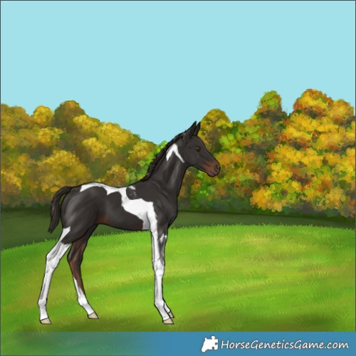 Horse Color:Liver Chestnut Tobiano 