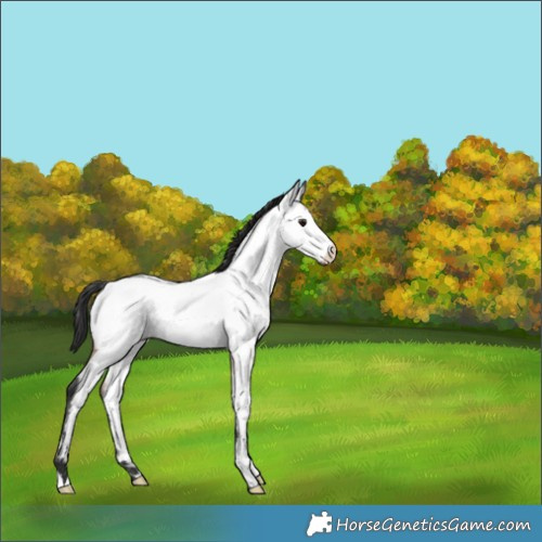 Horse Color:Brown Roan Dun Appaloosa Brindle 