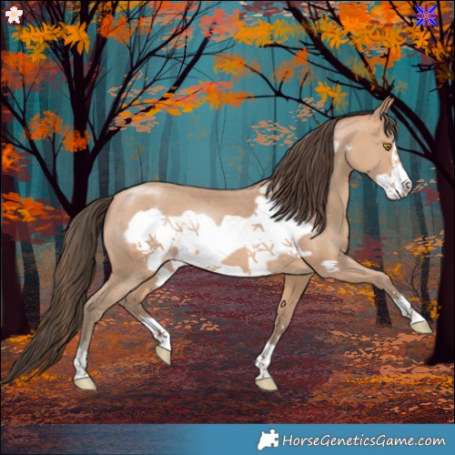 Horse Color:Amber Champagne Frame 
