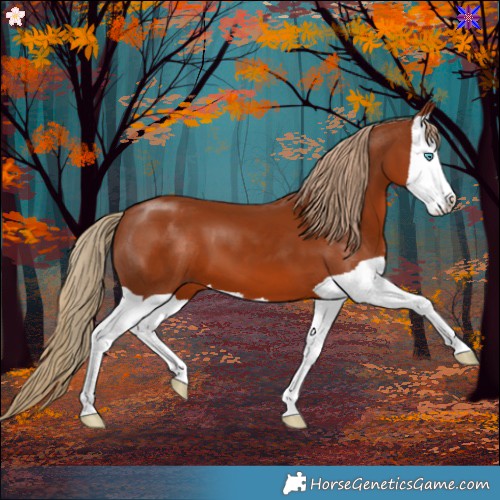 Horse Color:Chestnut Splash 