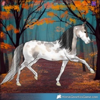 Horse Color:Bay Roan Onyx Splash Tobiano 