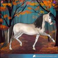 Horse Color:Bay Onyx 