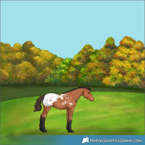 Horse Color:Bay Appaloosa