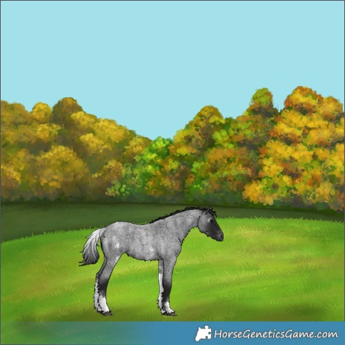 Horse Color:Gray White Spotted Blue Roan Varnish 