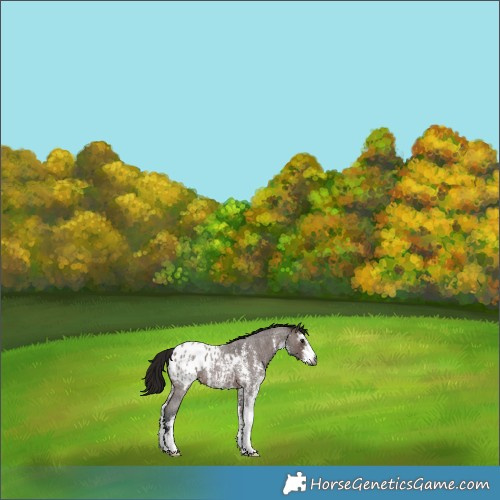 Horse Color:Gray Bay Roan Sabino Appaloosa