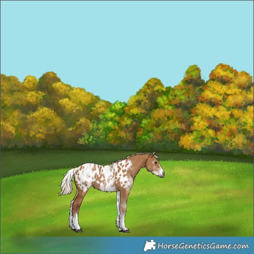 Horse Color:Gray White Spotted Red Dun Appaloosa 