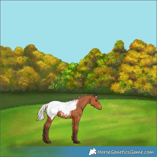 Horse Color:Silver Bay Snowcap 