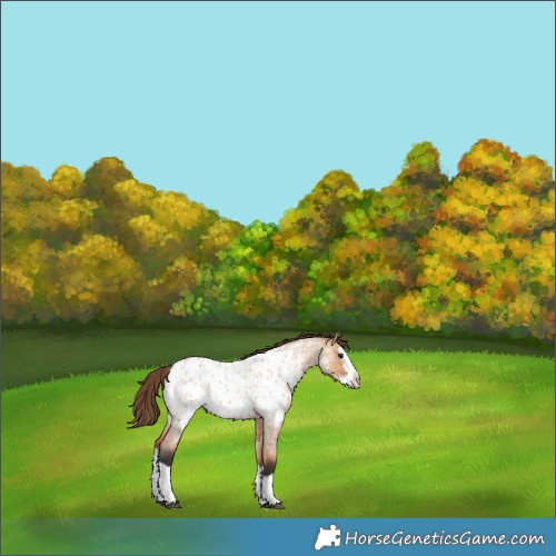 Horse Color:Bay Roan Dun Splash Appaloosa 