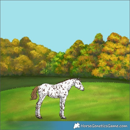 Horse Color:Gray Chestnut Appaloosa