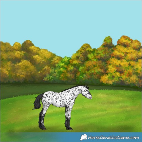 Horse Color:Black Near Leopard 