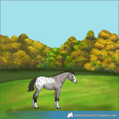 Horse Color:Gray Smoky Grullo Roan Splash Appaloosa 