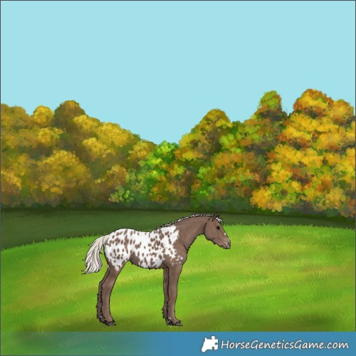 Horse Color:Silver Black Near Leopard 