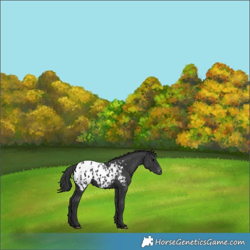Horse Color:Black Appaloosa