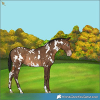 Horse Color:Gray White Spotted Sable Champagne Rabicano