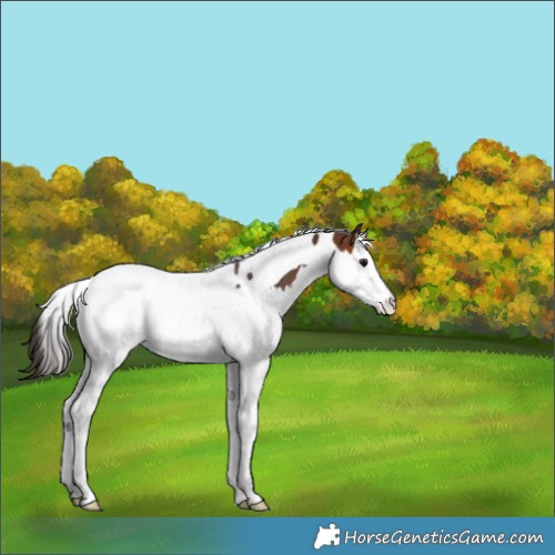 Horse Color:Brown Splash Tobiano Appaloosa Rabicano 
