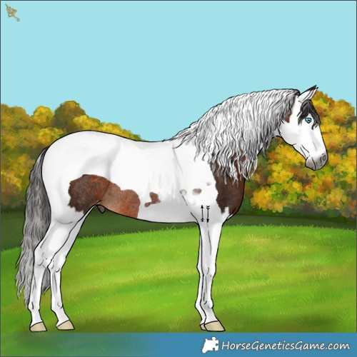 Horse Color:Gray Bay Splash Tobiano Appaloosa Rabicano 