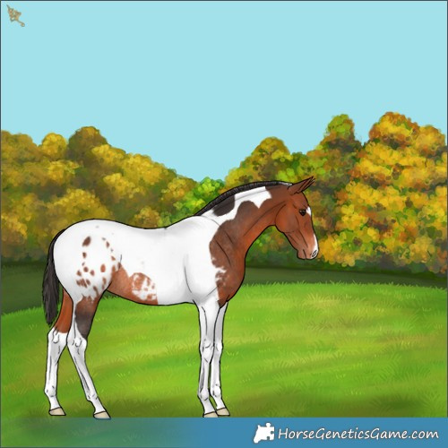 Horse Color:Bay Tobiano Blanket Rabicano