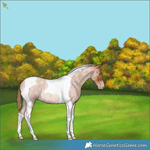 Horse Color:Gray Gold Champagne Roan Tobiano Rabicano