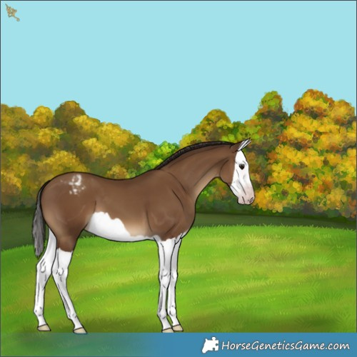 Horse Color:Gray Classic Champagne Splash Appaloosa