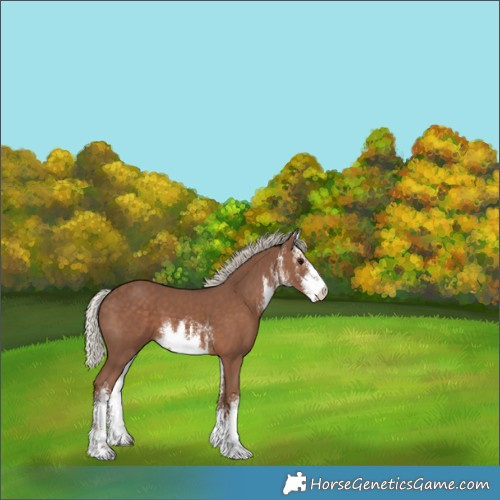 Horse Color:White Spotted Silver Black 