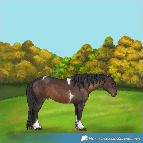 Horse Color:Brown Tobiano 