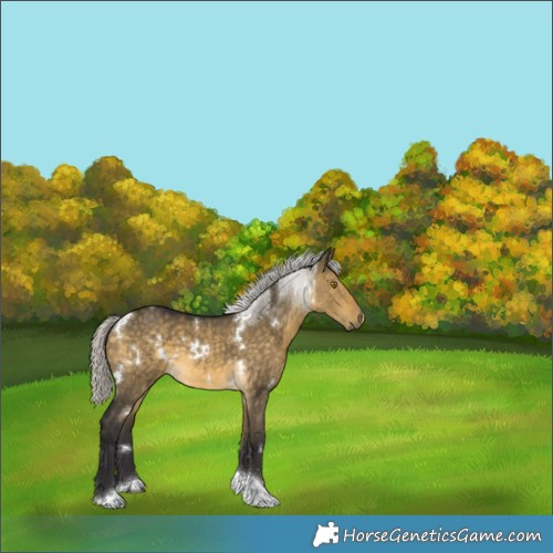 Horse Color:White Spotted Silver Buckskin Dun Tobiano 