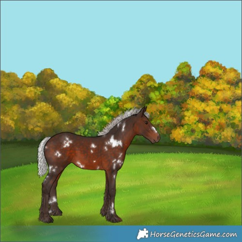 Horse Color:White Spotted Silver Brown 