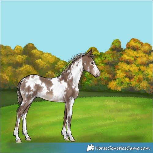 Horse Color:White Spotted Liver Red Dun 