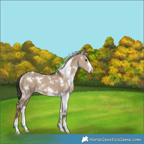 Horse Color:White Spotted Liver Red Dun 