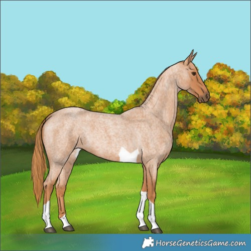 Horse Color:Red Roan Tobiano