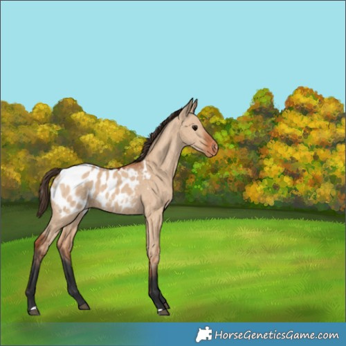 Horse Color:Bay Dun Blanket Brindle 