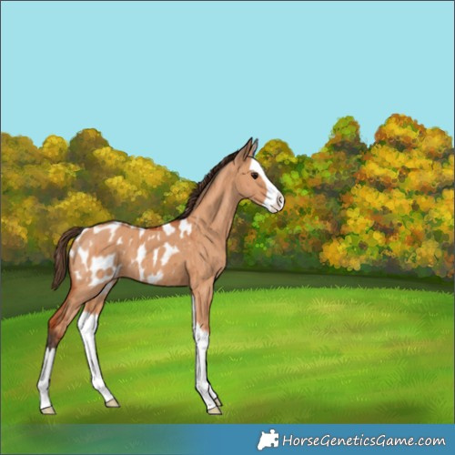 Horse Color:Bay Dun Splash Appaloosa Brindle 