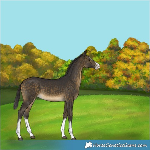 Horse Color:White Spotted Buckskin Splash 