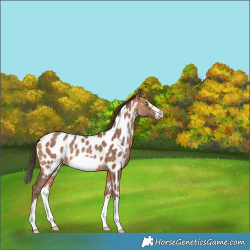 Horse Color:White Spotted Amber Champagne Splash Frame Appaloosa 