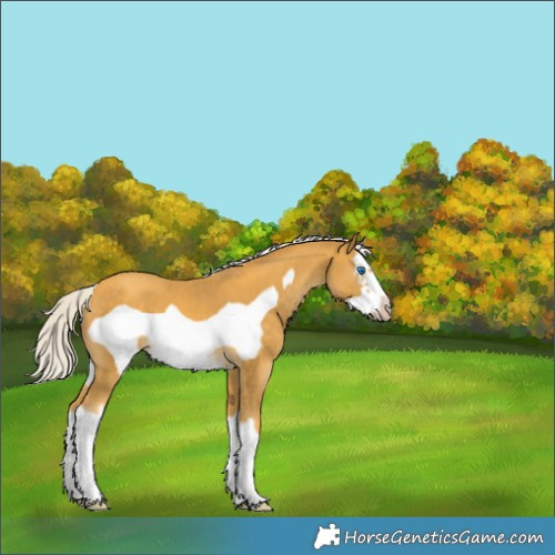 Horse Color:Silver Sable Cream Champagne Sabino Splash Frame 