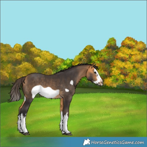 Horse Color:White Spotted Buckskin Splash Frame 