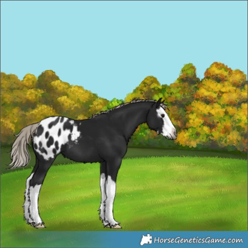 Horse Color:Gray White Spotted Silver Brown Splash Appaloosa