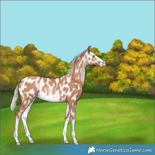 Horse Color:White Spotted Silver Amber Champagne Splash Appaloosa