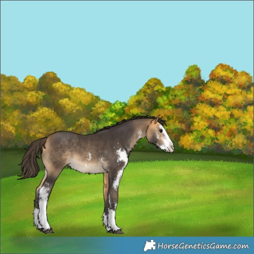 Horse Color:Buckskin Sabino Splash 