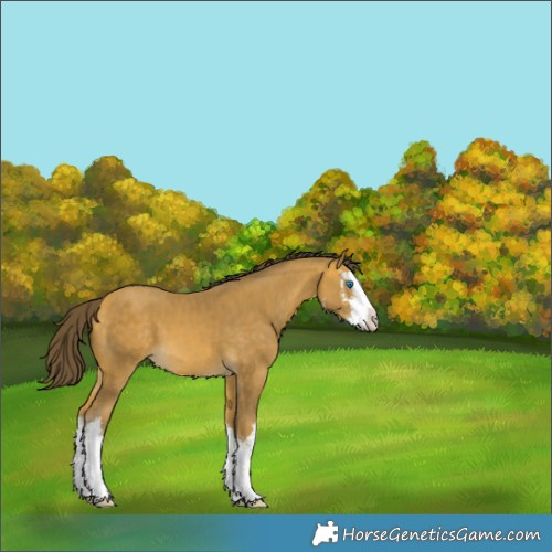 Horse Color:White Spotted Sable Cream Champagne Splash 