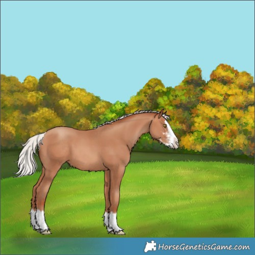 Horse Color:Silver Amber Champagne Sabino Splash 