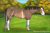 Horse Color:White Spotted Buckskin Splash 