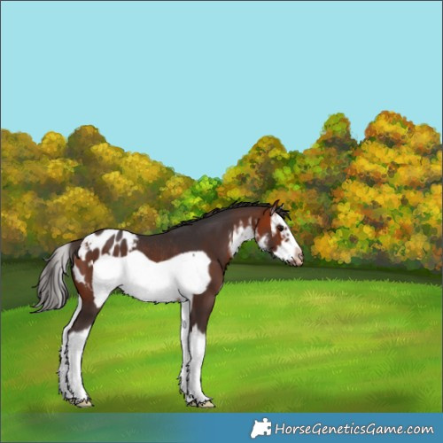 Horse Color:White Spotted Bay Splash Frame Appaloosa Rabicano 