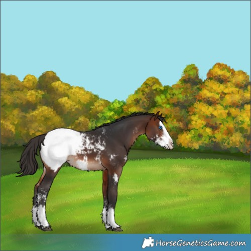 Horse Color:Bay Sabino Splash Appaloosa 